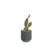 Cactus Prickly Pear (Demo)